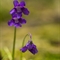  Grassette à grandes fleurs ( Pinguicula grandiflora - FBLEV7 )