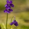  Grassette à grandes fleurs ( Pinguicula grandiflora - FBLEV7 )