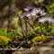 Globulaire à tiges nues ( Globularia nudicaulis - FBLEV1 )