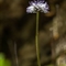 Globulaire à tiges nues ( Globularia nudicaulis - FBLEV2 )