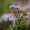 Globulaire à tiges nues ( Globularia nudicaulis - FBLEV3 )