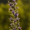 Vipérine (Echium vulgare - FBLEV3 )