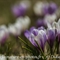 Crocus bigarré  (Crocus versicolor - FBLEV2 )