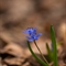 Scille à 2 feuilles (Scilla bifolia - FBLEV13 )