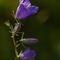 Campanule à feuilles de pêcher (campanula persicifolia - FBLEV1)