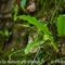 Scolopendre ( Asplenium scolopendrium )