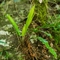 Scolopendre ( Asplenium scolopendrium )