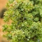 Gènevrier commun ( Juniperus communissubsp. communis )