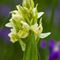 Orchis sureau ( Dactylorhiza latifolia - OV2)