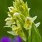 Orchis sureau ( Dactylorhiza latifolia - OV3)