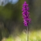 Orchis Mâle (Orchis masculata - OV8)