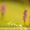 Orchis Mâle (Orchis masculata - OV9)