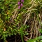 Orchis de Von Spitzel ( Orchis spitzelii - OV6)