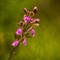 Orchis de Von Spitzel ( Orchis spitzelii - OV5)