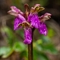 Orchis de Von Spitzel ( Orchis spitzelii - OV7)