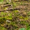 Listère à feuilles ovales ( Listera ovata - OV1)