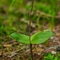Listère à feuilles ovales ( Listera ovata - OV2)