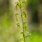 Listère à feuilles ovales ( Listera ovata - OV3)