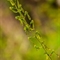 Listère à feuilles ovales ( Listera ovata - OV4)