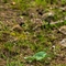 Listère à feuilles ovales ( Listera ovata - OV5)