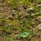 Listère à feuilles ovales ( Listera ovata - OV5)
