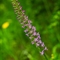 Orchis Moustique ( Gymnadenia conopsea - OV5)