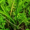 Orchis Moustique ( Gymnadenia conopsea - OV4 )