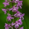 Orchis Moustique ( Gymnadenia conopsea - OV3 )