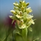 Orchis sureau ( Dactylorhiza latifolia - OV12)