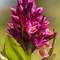 Orchis sureau ( Dactylorhiza latifolia - OV11)