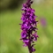 Orchis Mâle (Orchis masculata - OV2)