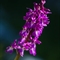 Orchis Mâle (Orchis masculata - OV3)