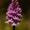 Orchis Tacheté ( Dactylorhiza maculata - OV2 )