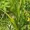 Orchis Tacheté ( Dactylorhiza maculata - OV3 )