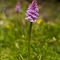 Orchis Tacheté ( Dactylorhiza maculata - OV1 )