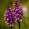 Orchis Tacheté ( Dactylorhiza maculata - OV4 )