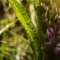 Orchis Tacheté ( Dactylorhiza maculata - OV5 )