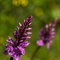 Orchis Tacheté ( Dactylorhiza maculata - OV6 )