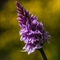 Orchis Tacheté ( Dactylorhiza maculata - OV7 )