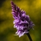 Orchis Tacheté ( Dactylorhiza maculata - OV7 )