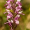 Orchis Militaire (Orchis militaris - OV1 )