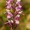 Orchis Militaire (Orchis militaris - OV1 )