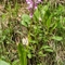 Orchis Militaire (Orchis militaris - OV2 )