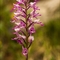 Orchis Militaire (Orchis militaris - OV3 )