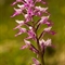 Orchis Militaire (Orchis militaris - OV4 )