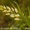 Céphalanthère à longues feuilles ( Cephalanthera longifolia - OV5 )