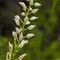 Céphalanthère à longues feuilles ( Cephalanthera longifolia - OV4 )