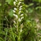 Céphalanthère à longues feuilles ( Cephalanthera longifolia - OV6 )