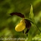 Sabot de Vénus ( Cypripedium calceolus - OV2 )