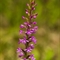 Orchis Moustique ( Gymnadenia conopsea - OV1 )